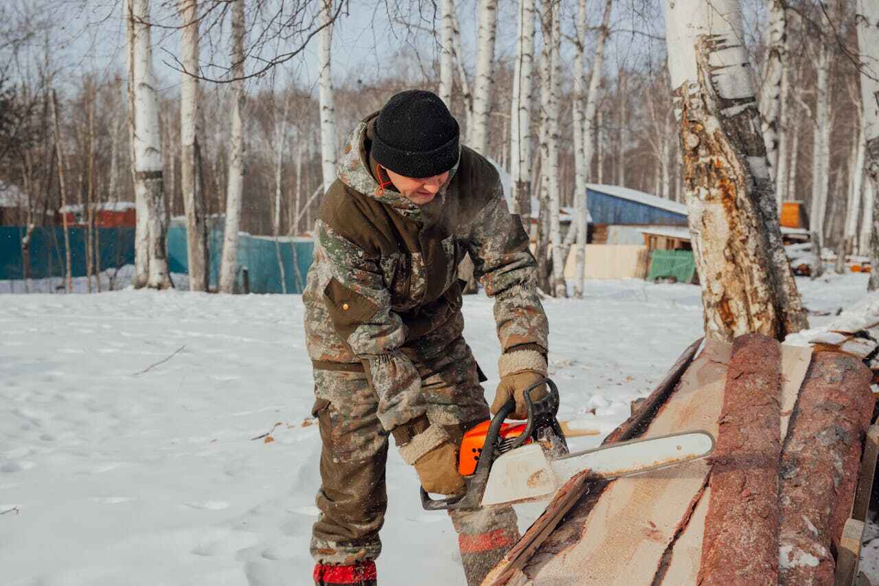 The Steps Involved in Our Tree Care Process in Geraldine, AL